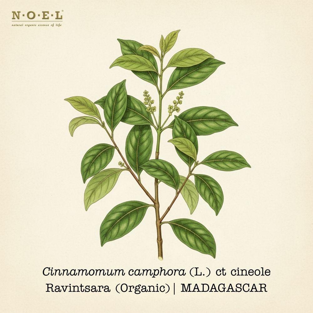 Ravintsara Organic MADAGASCAR-1