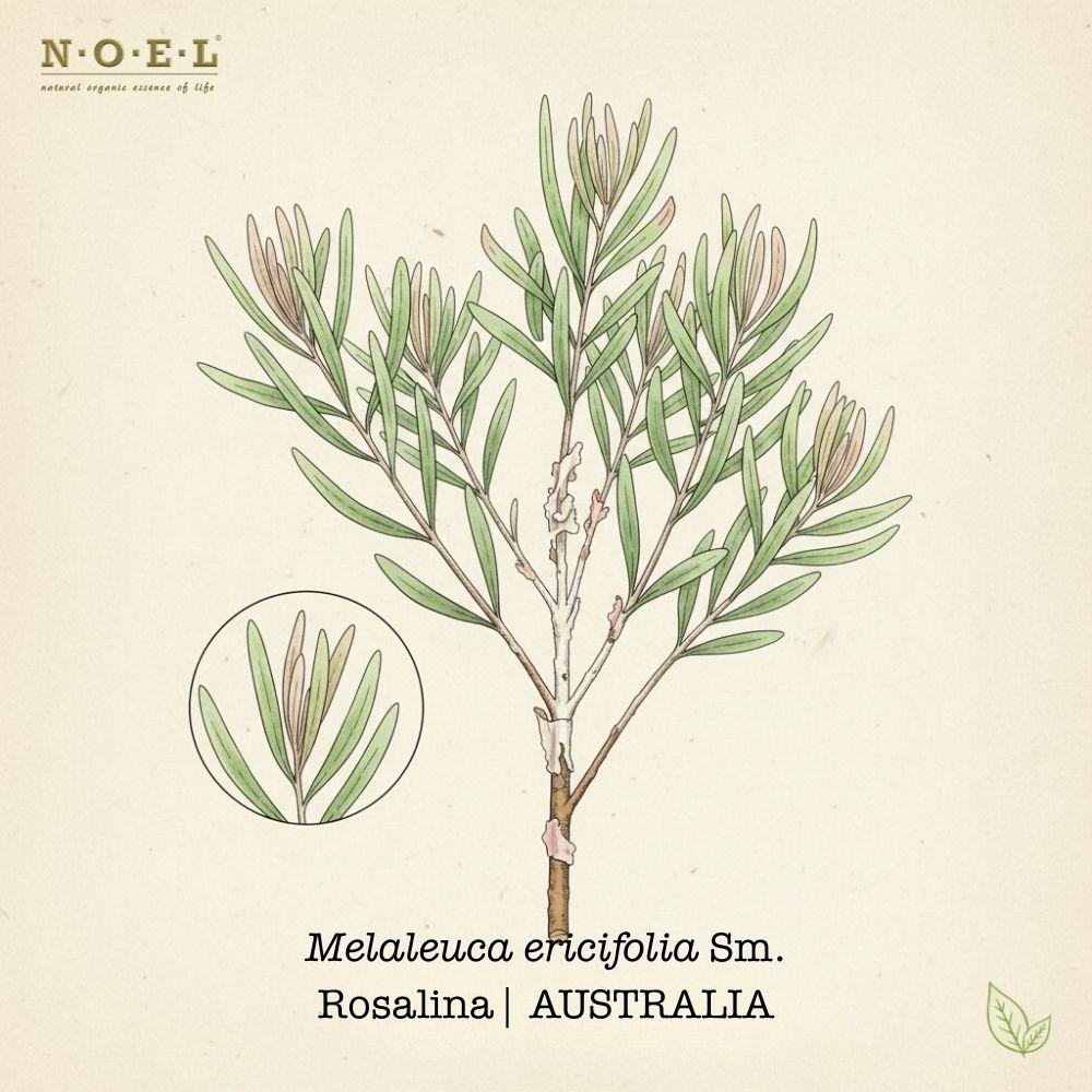 Rosalina AUSTRALIA-1