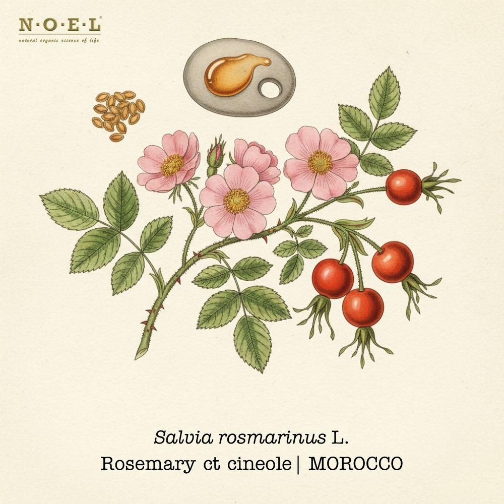 Rosehip Seed CO2 Organic botanical illustration on cream parchment with wild rose blossoms, pinnate leaves, and ripe red-orange rosehips; rosehip seeds and golden-orange CO2 oil smear shown.
