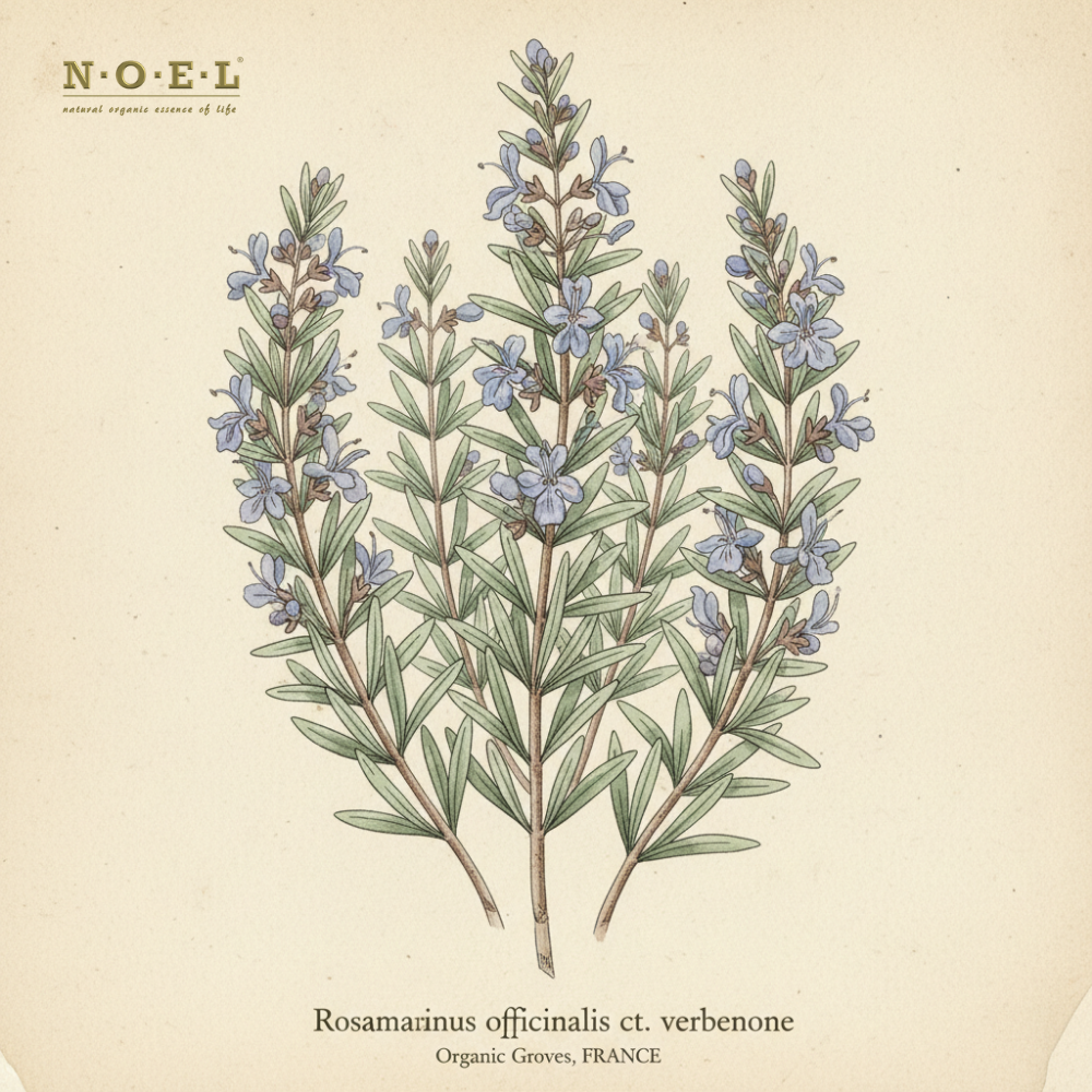 Rosemary Verbenone Organic FRANCE