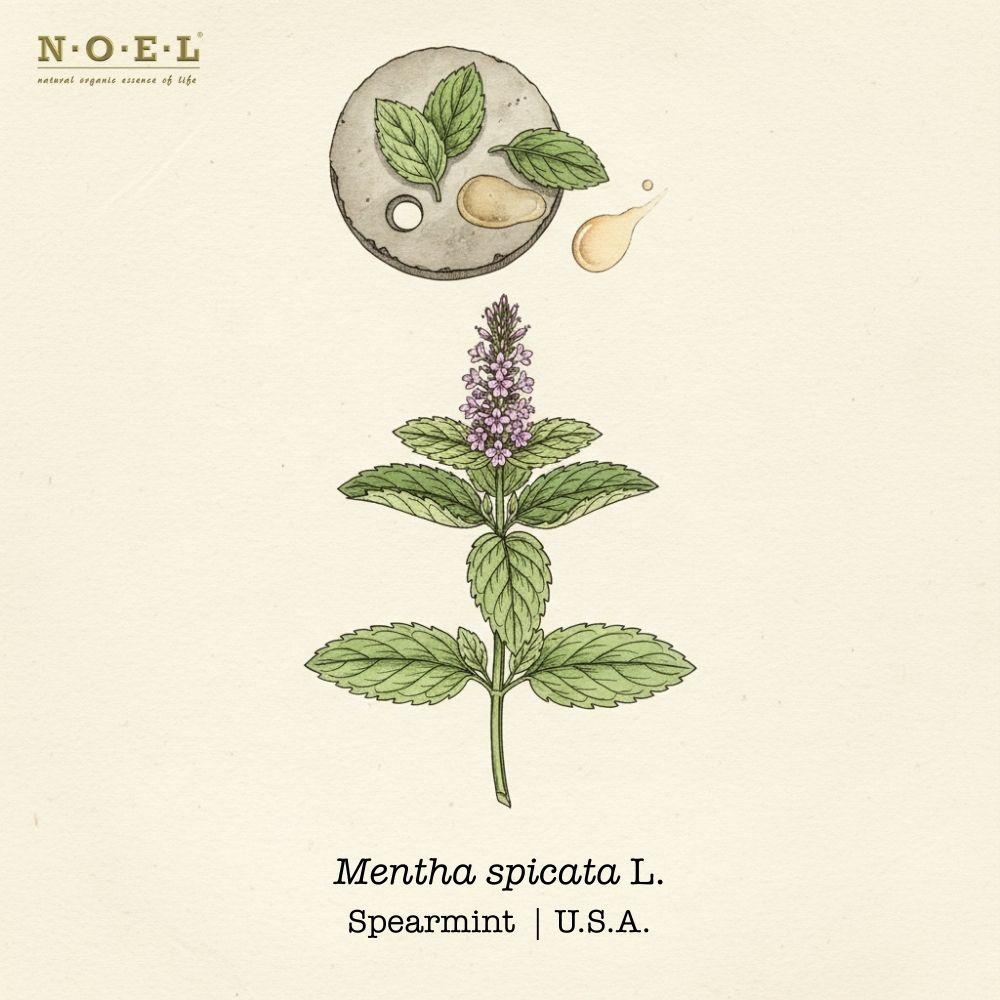 Spearmint essential oil USA (Mentha spicata) botanical illustration on cream parchment with serrated lanceolate leaves and flowering spike; fresh spearmint leaves and pale golden oil smear shown