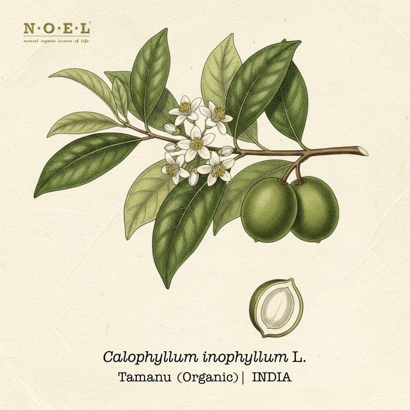 Tamanu Carrier Oil India (Calophyllum inophyllum) botanical illustration on cream parchment with glossy leaves, white flowers, and round green fruits; cracked tamanu nut/seed shown; bottom blank margin for label overlay.