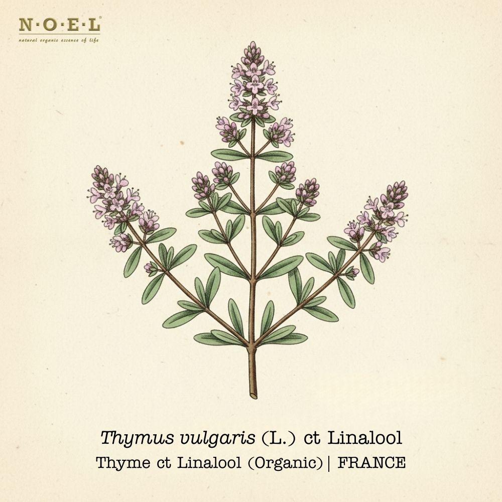 Thyme Linalool FRANCE (Organic)-1