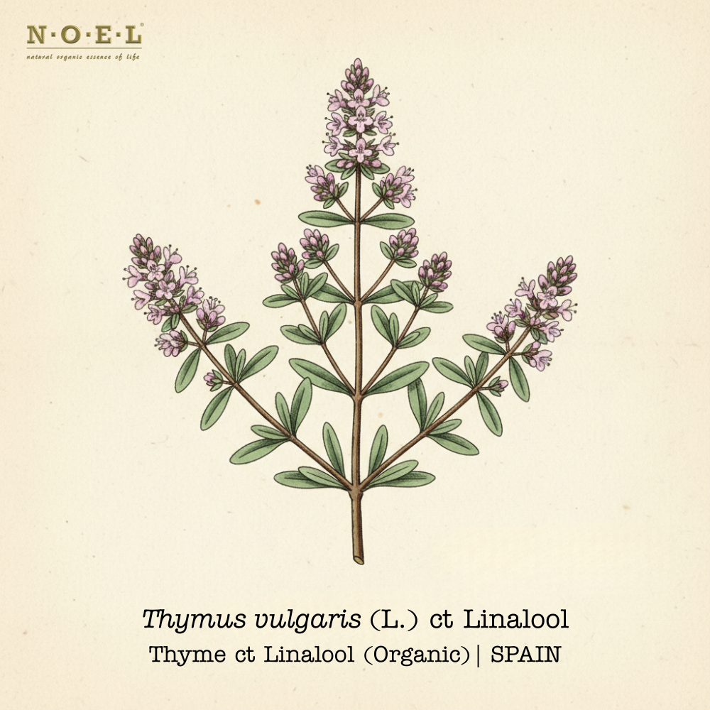 Thyme Linalool Organic SPAIN-1