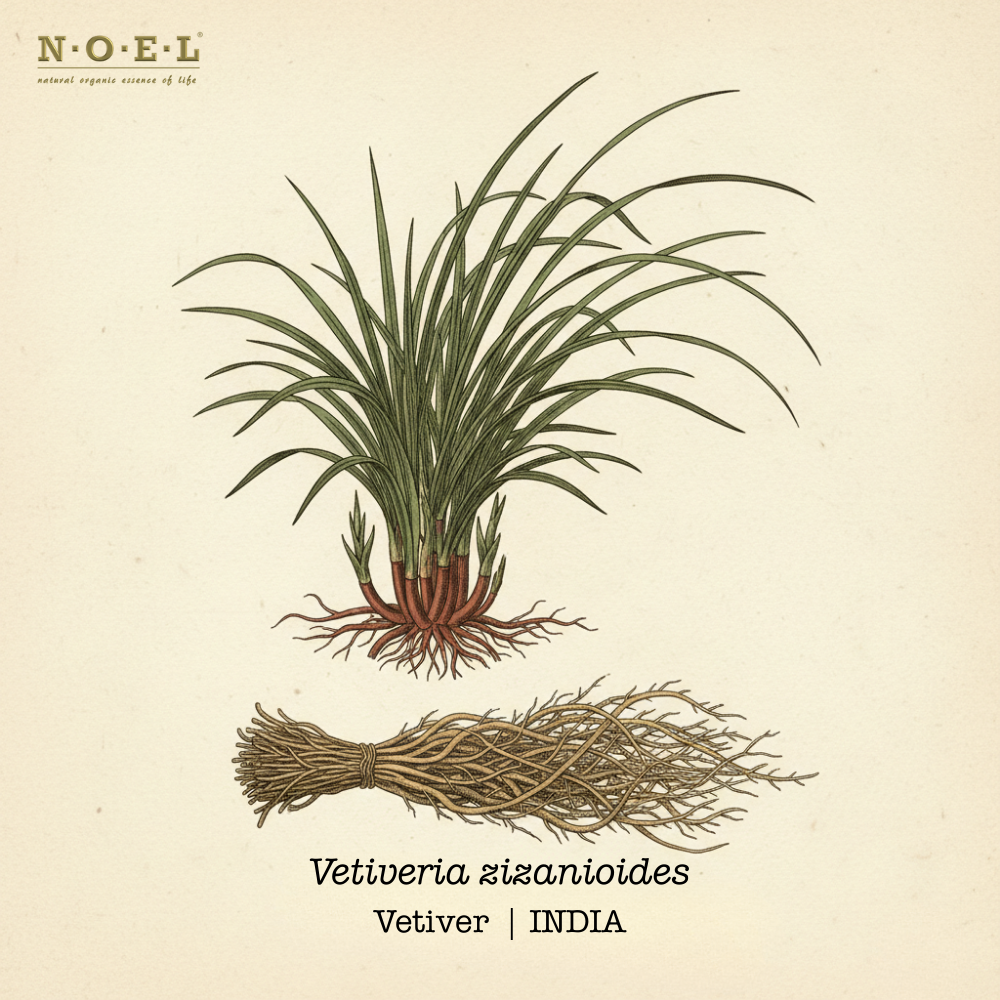 Vetiver INDIA-1