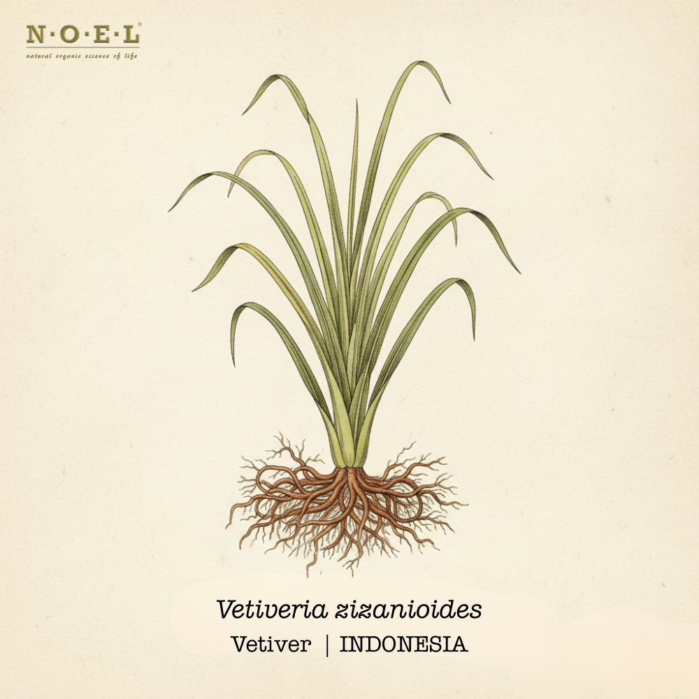 Vetiver INDONESIA-1