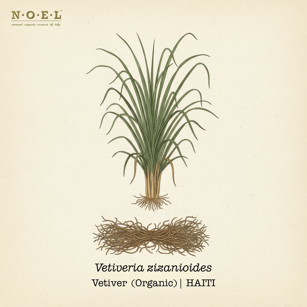 Vetiver Organic HAITI-2