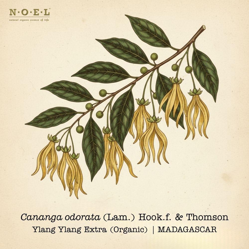 Ylang Ylang Extra Organic MADAGASCAR-1