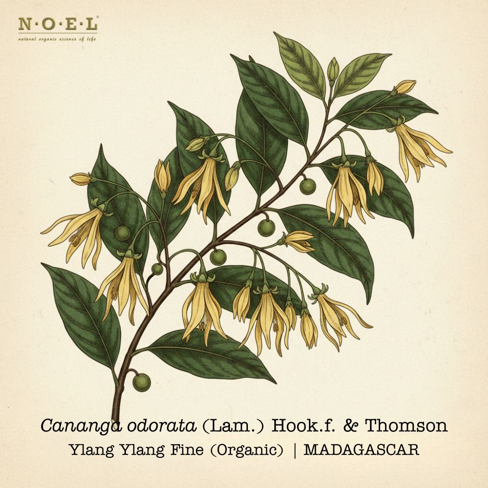 Ylang Ylang Fine Organic MADAGASCAR-1