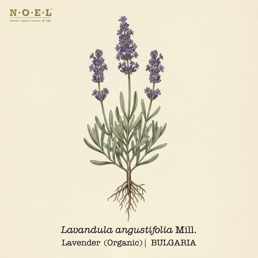 Lavender Essential Oil (Organic) BULGARIA