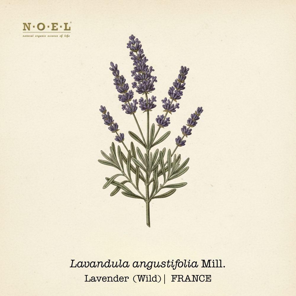 Lavender Essential Oil (Wild) FRANCE