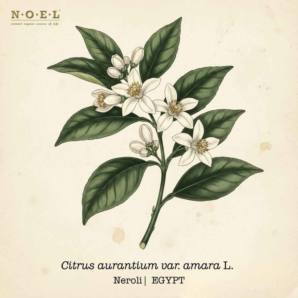 Neroli Essential Oil EGYPT