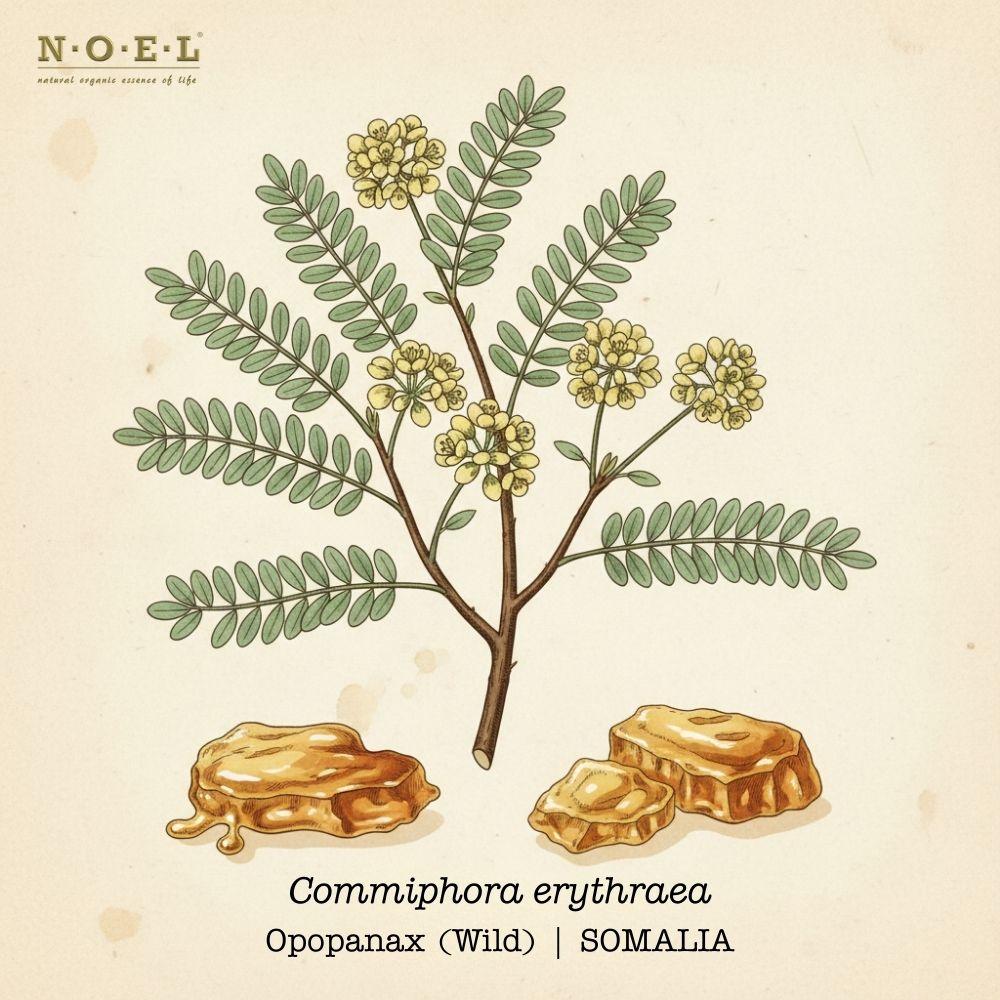 Opopanax Essential Oil (Wild) SOMALIA