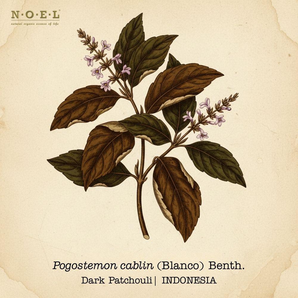 Patchouli, Dark Essential Oil INDONESIA