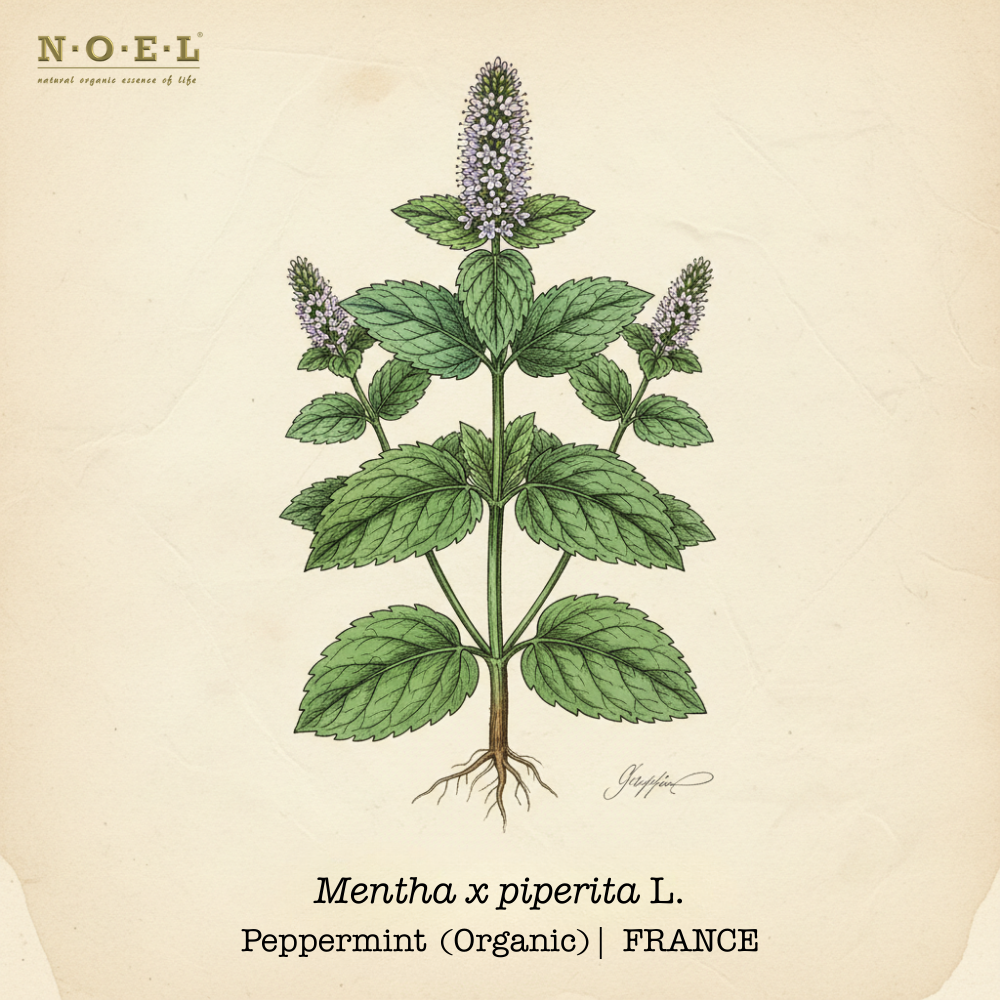 Peppermint Essential Oil (Organic) FRANCE