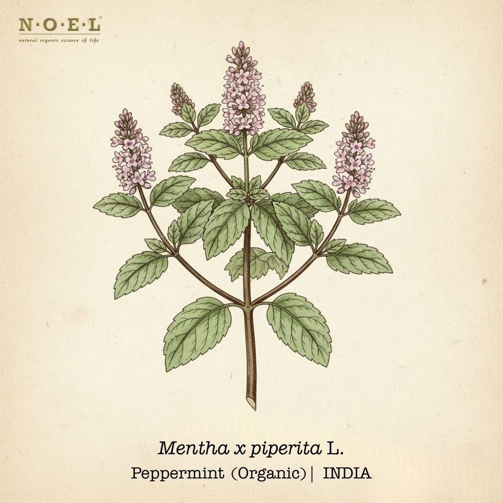 Peppermint Essential Oil (Organic) INDIA