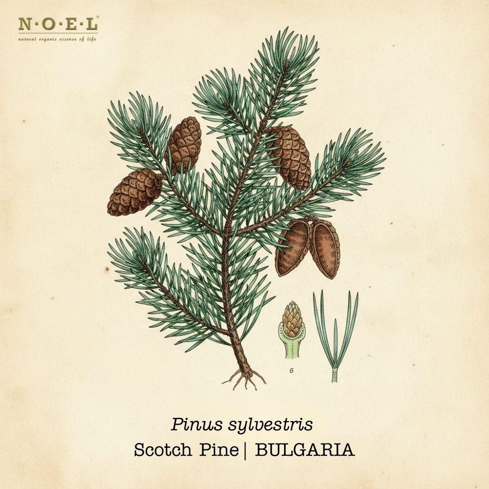 Pine, Scotch Essential Oil (Organic) BULGARIA