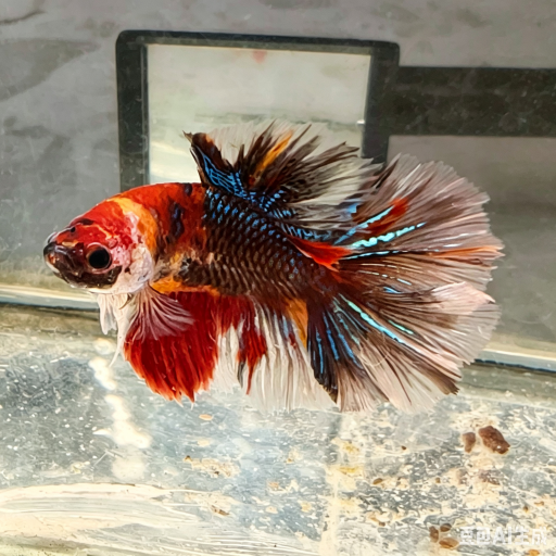 Young DT Multicolor Rosetail - image 4