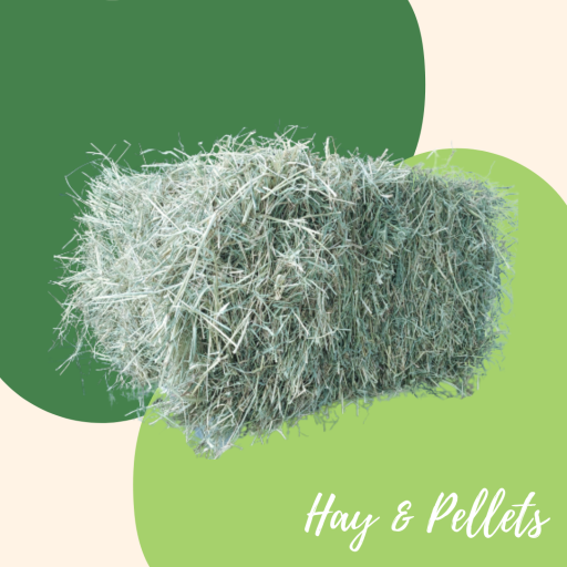 Star Grass Hay Wholebale - image 2