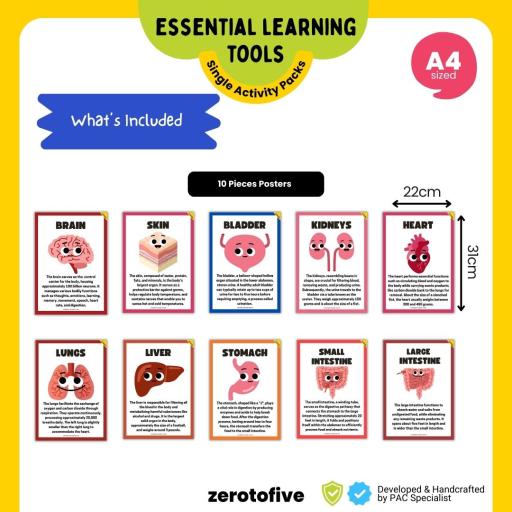 Human Body Organs Posters - image 2