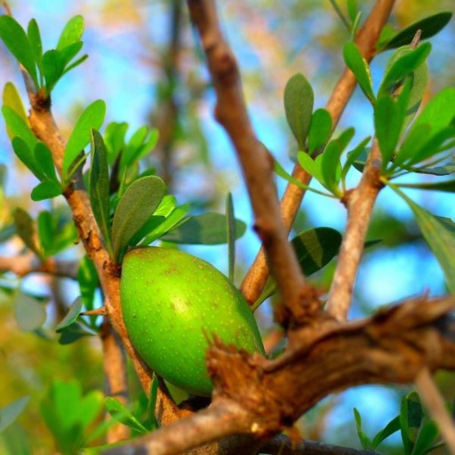 Argan Cosmetic Organic Oil - image 2
