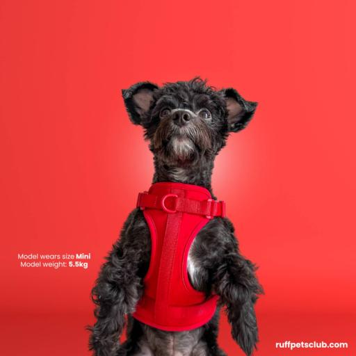 Festive Harness - image 4