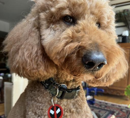 Dogpool tags - image 2