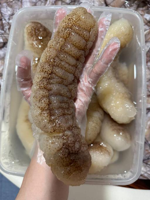 Wild sea cucumber (野生秃参海参) 1kg - image 1