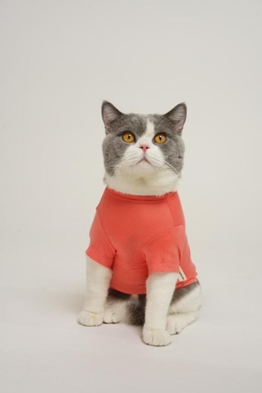 [Pawlovin] Daily Top - image 7