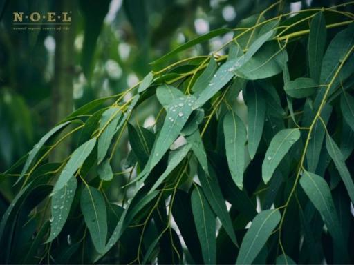 Eucalyptus Globulus Essential Oil (Organic) PORTUGAL - image 2