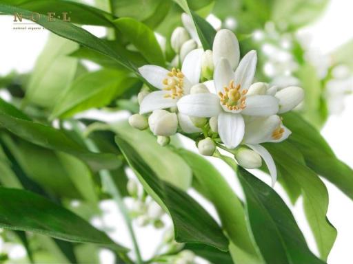 Neroli Essential Oil (Organic) MOROCCO - image 2