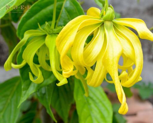 Ylang Ylang I Essential Oil (Organic) MADAGASCAR - image 2