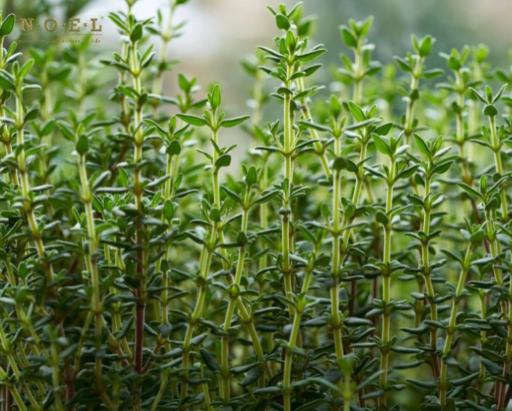 Thyme ct Linalool Essential Oil (Organic) SPAIN - image 2