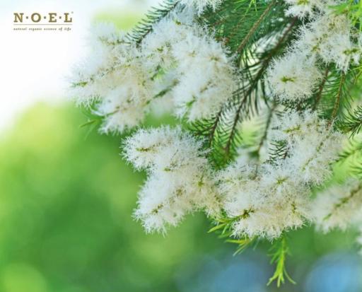 Tea Tree Essential Oil (Organic) AUSTRALIA - image 2