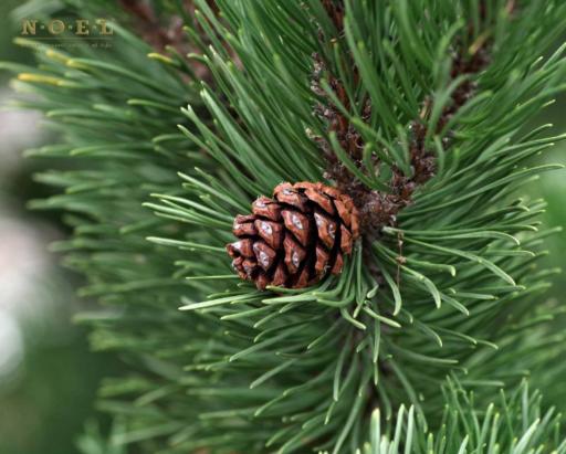 Pine, Scotch Essential Oil (Organic) BULGARIA - image 2