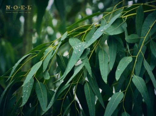Eucalyptus Globulus Essential Oil AUSTRALIA - image 2