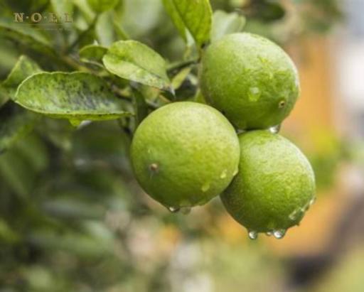 Mandarin, Green Essential Oil ITALY - image 2