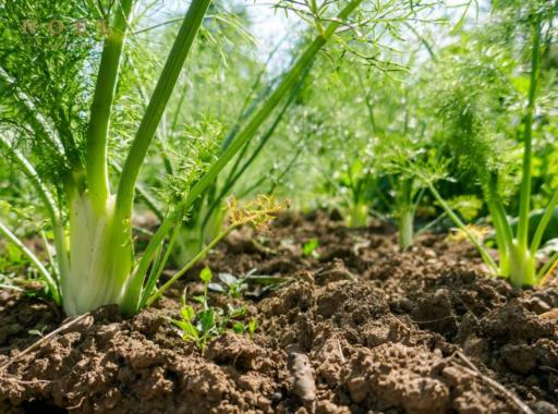 Fennel, Sweet Essential Oil (Organic) HUNGARY - image 2
