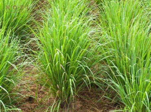Palmarosa Essential Oil (Organic) NEPAL - image 2