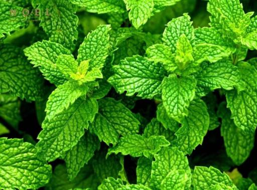 Peppermint Essential Oil (Organic) INDIA - image 2