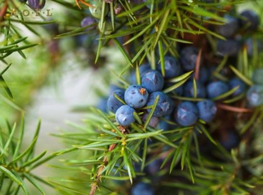 Juniper Berry Essential Oil (Organic) NEPAL - image 2
