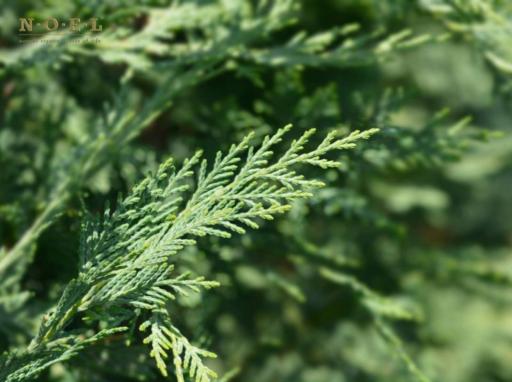 Cypress Essential Oil (Organic) SPAIN - image 2
