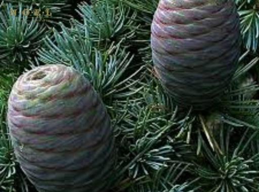 Cedarwood Atlas Essential Oil (Organic) MOROCCO - image 2