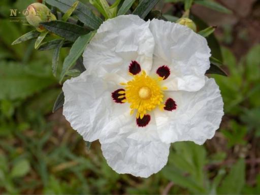 Cistus Essential Oil (Organic) SPAIN - image 3