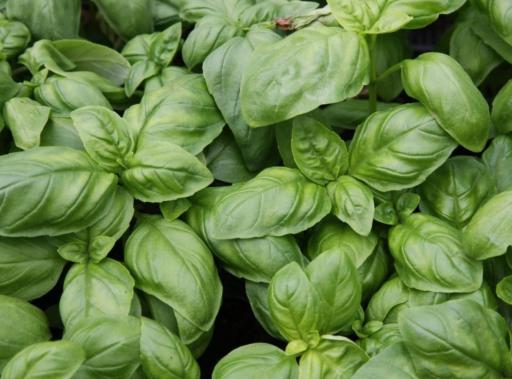 Basil, Sweet Essential Oil (Organic) EGYPT - image 2