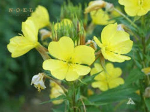 Evening Primrose (Organic) MALAYSIA - image 2