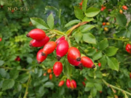 Rosehip Seed Oil (Organic) CHILE - image 2