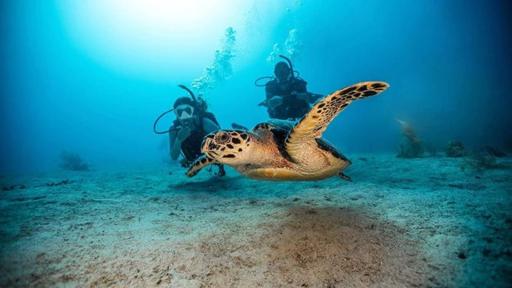PADI® Open Water Diver (OWD) Course - image 2