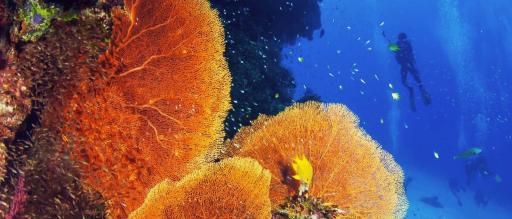 PADI® Coral Reef Conservation Specialty - image 2