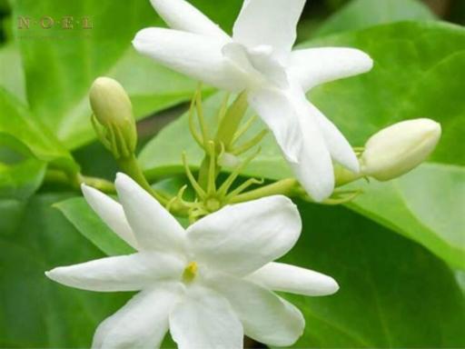 Jasmine Grand Absolute 10% INDIA - image 2